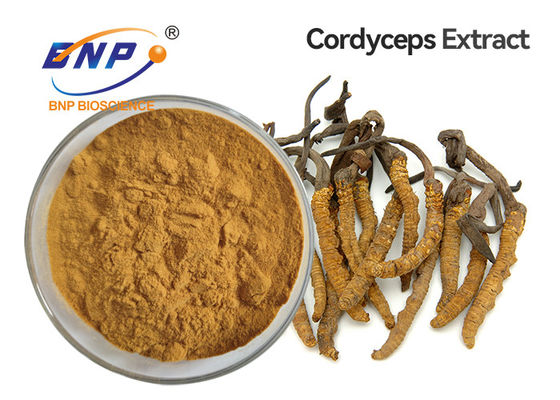 Bột chiết xuất nấm vàng nâu Cordyceps Sinensis Mycelium
