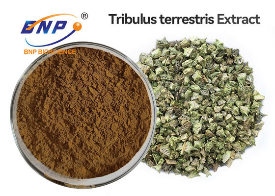 95% Tribulus Saponins Bột chiết xuất Tribulus Terrestris