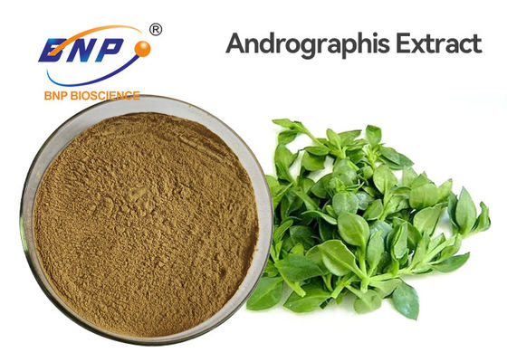 Bột thực phẩm kháng khuẩn Andrographis Paniculata Extract Powder 3% -99% Andrographolide