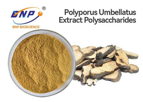 Bột chiết xuất nấm không biến đổi gen Polysaccharides 50% Polyporus Umbellatus Extract