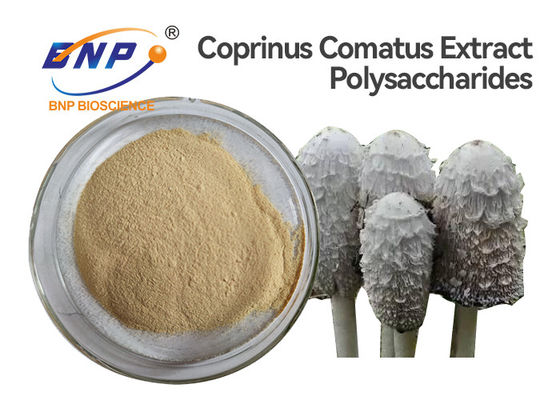 Thử nghiệm UV Bột chiết xuất nấm GMO Free Coprinus Comatus