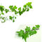 Bột chiết xuất lá thường xuân tự nhiên Hedera Helix Extract 10: 1 hoặc 10% Hederacoside C