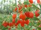 350 ngũ cốc Red Goji Berry GMP khô Lycium Barbarum Wolfberry